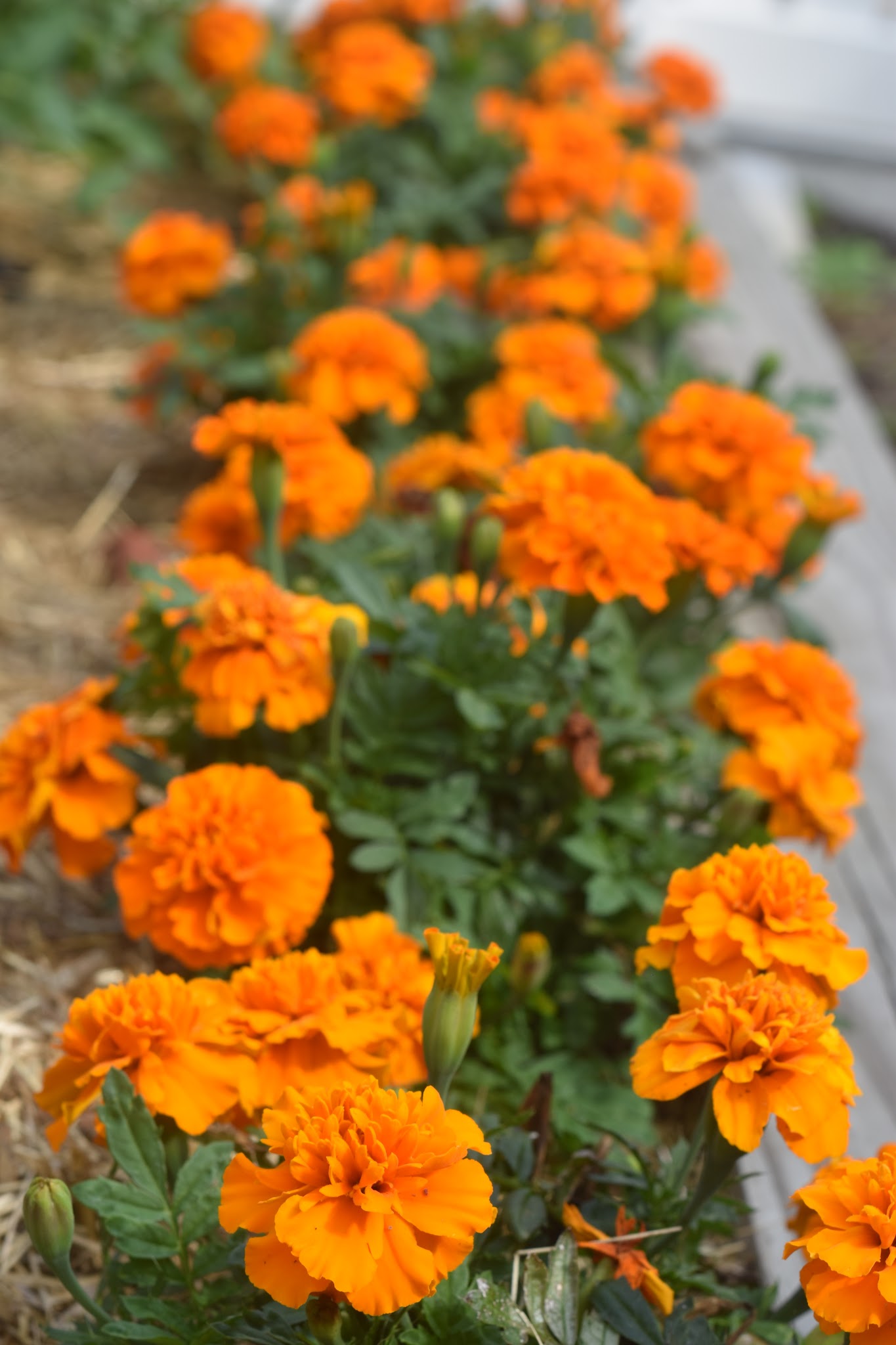 ye old garden update — image 6