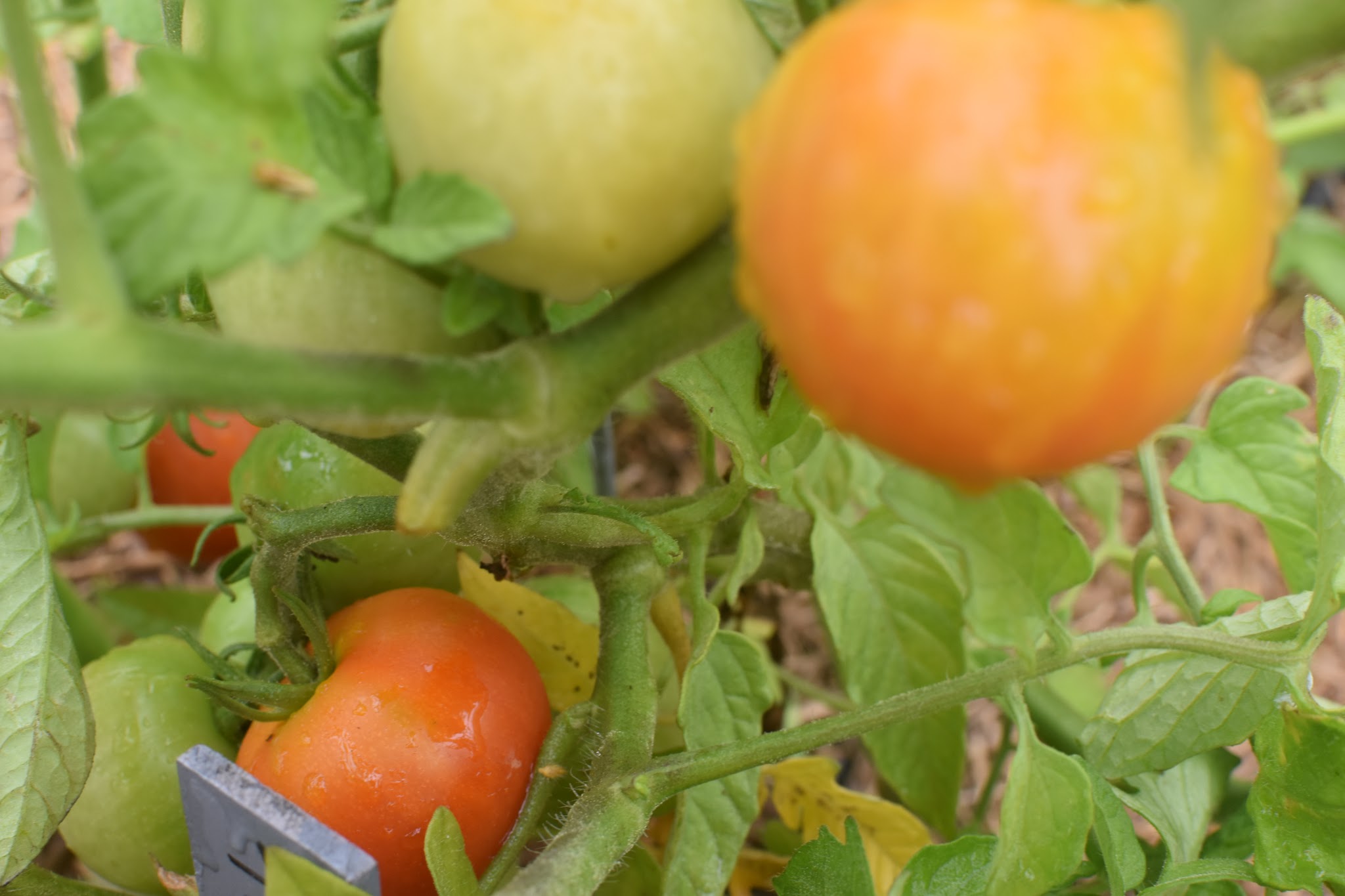 ye old garden update — image 5