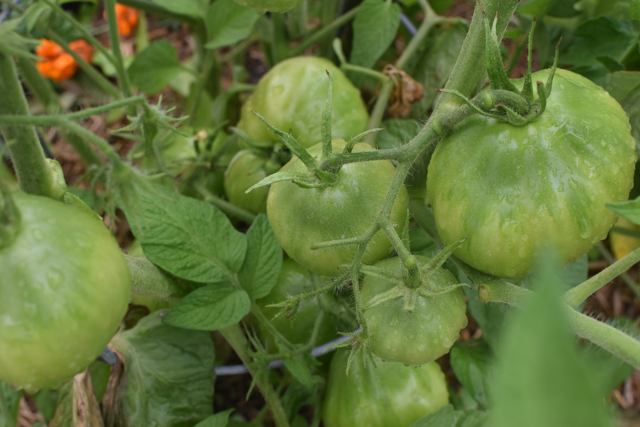 ye old garden update — image 7