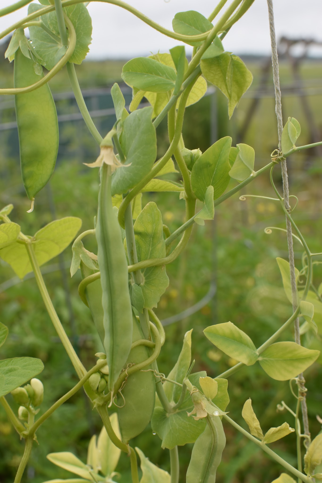 ye old garden update — image 9