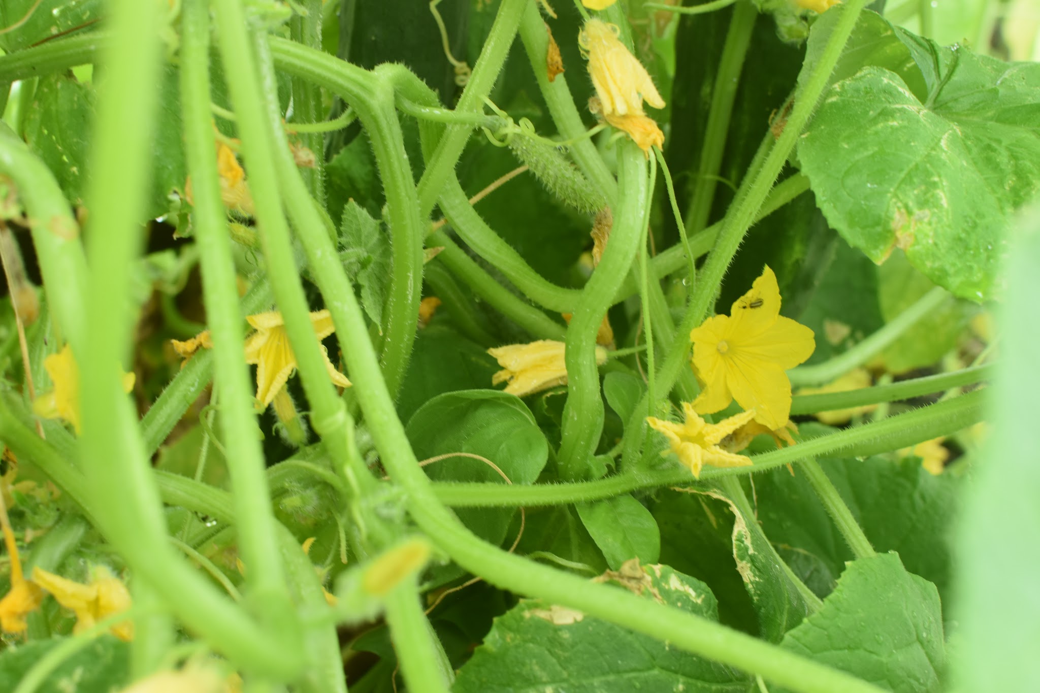 ye old garden update — image 10