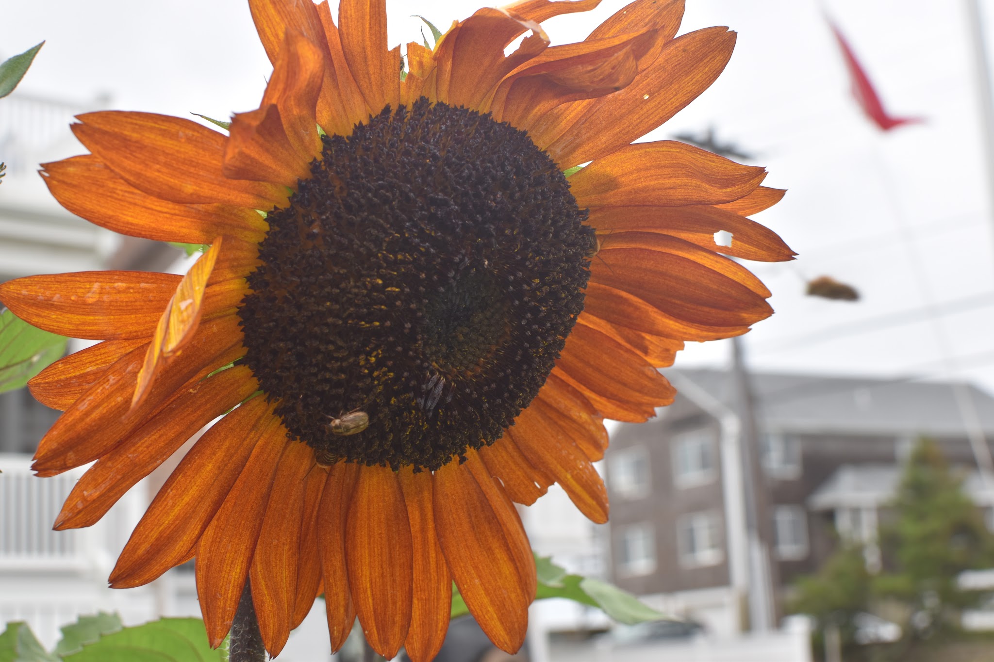 ye old garden update — image 8