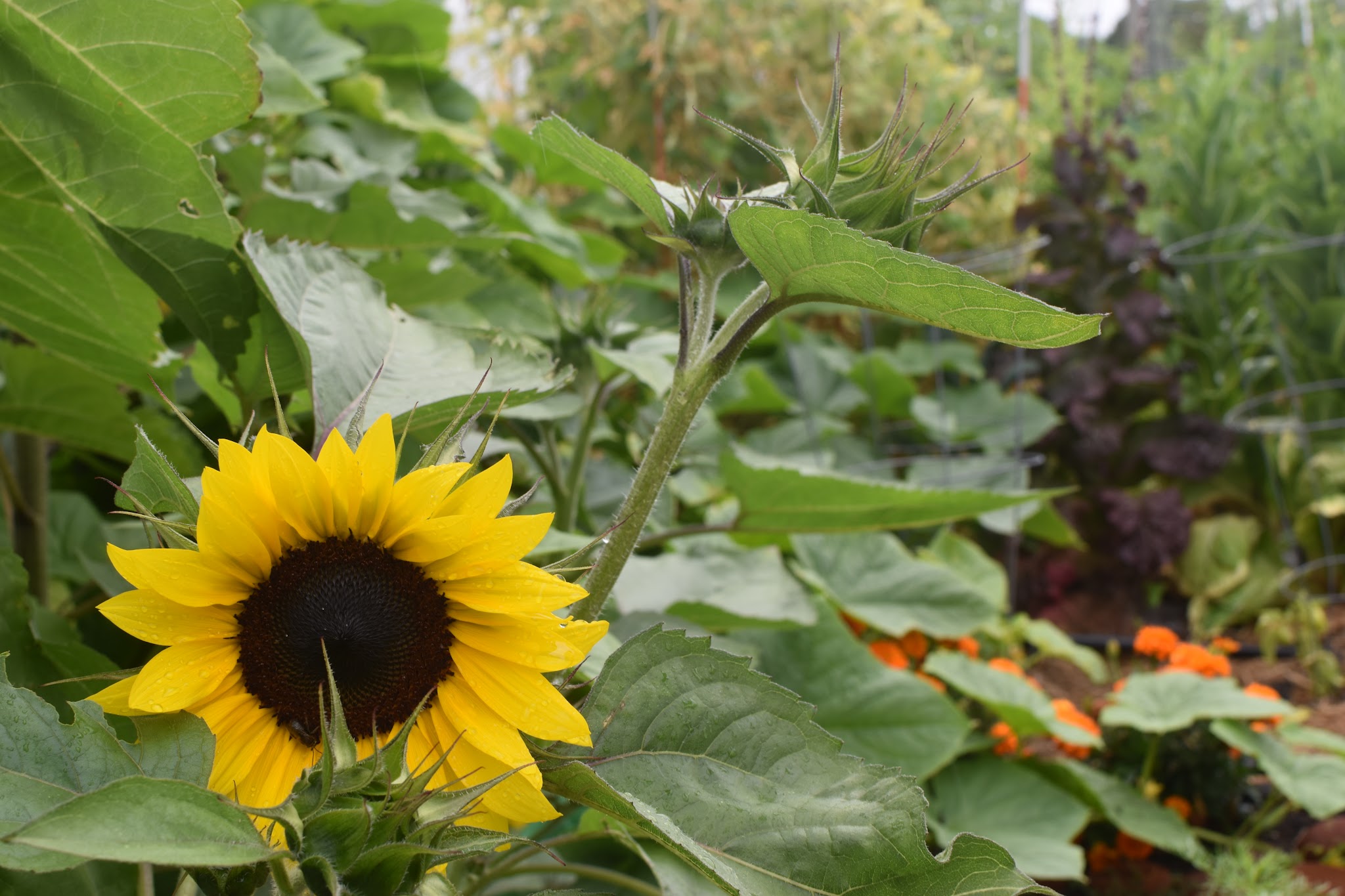 ye old garden update — image 11