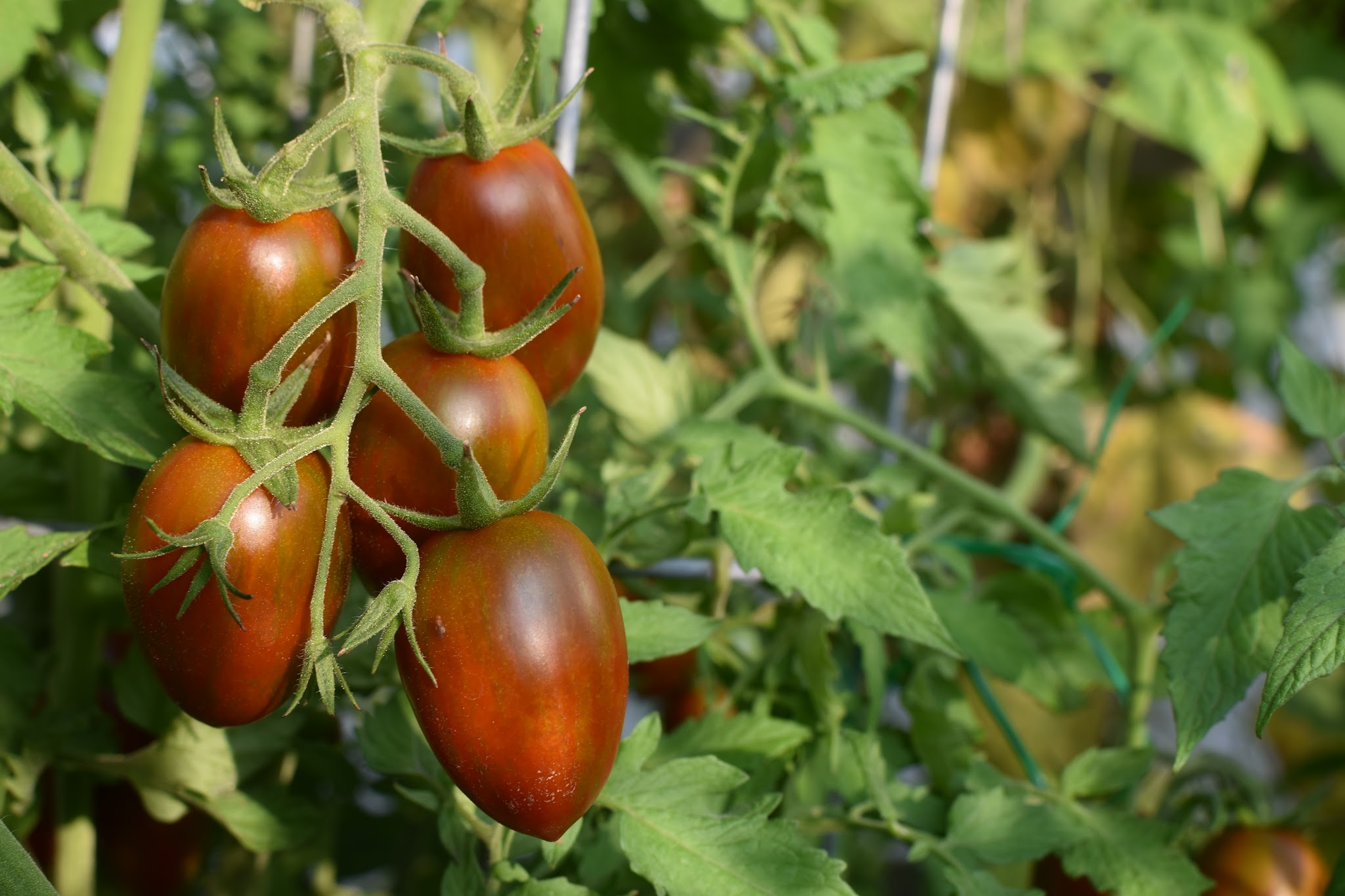 but those tomatoes….