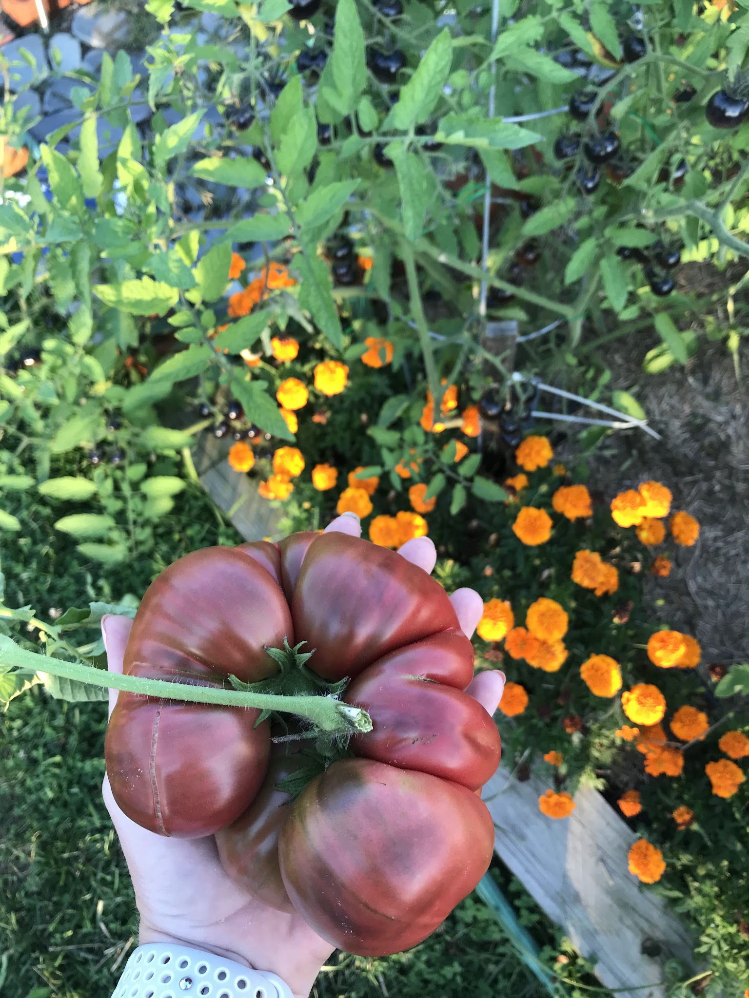 2018 tomatoes — image 4
