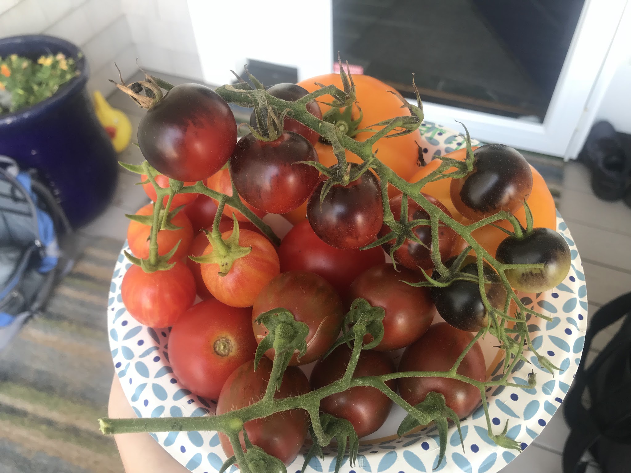 2018 tomatoes — image 3