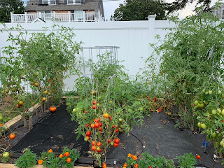 garden update — image 1