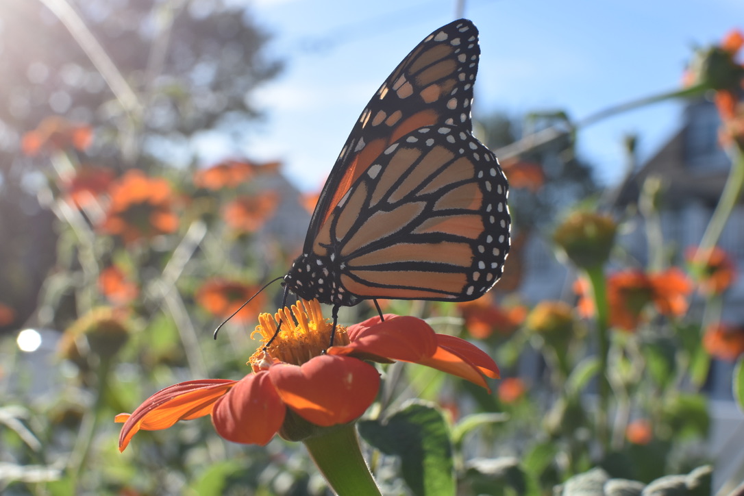 butterfly party