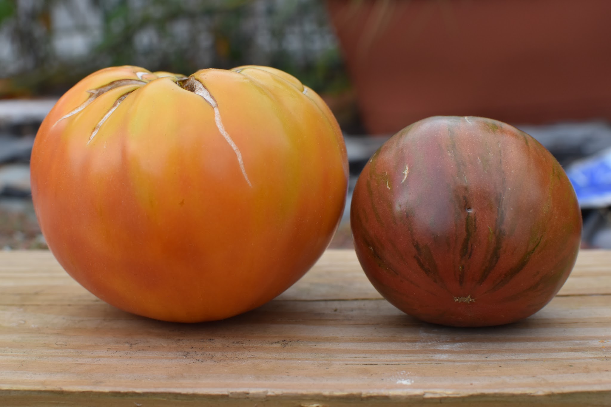 tomato recap 2019 — image 2