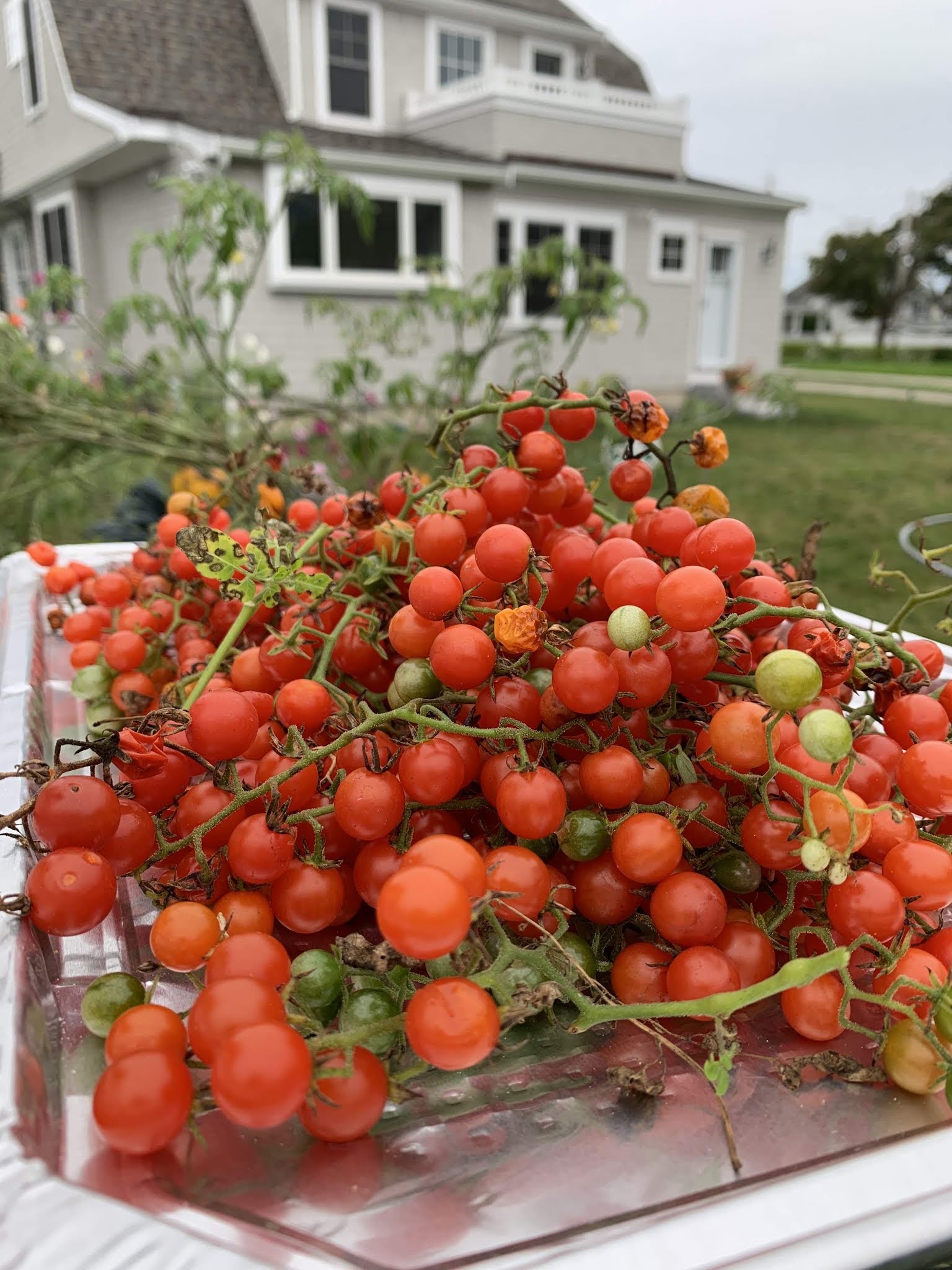 tomato recap 2019 — image 10