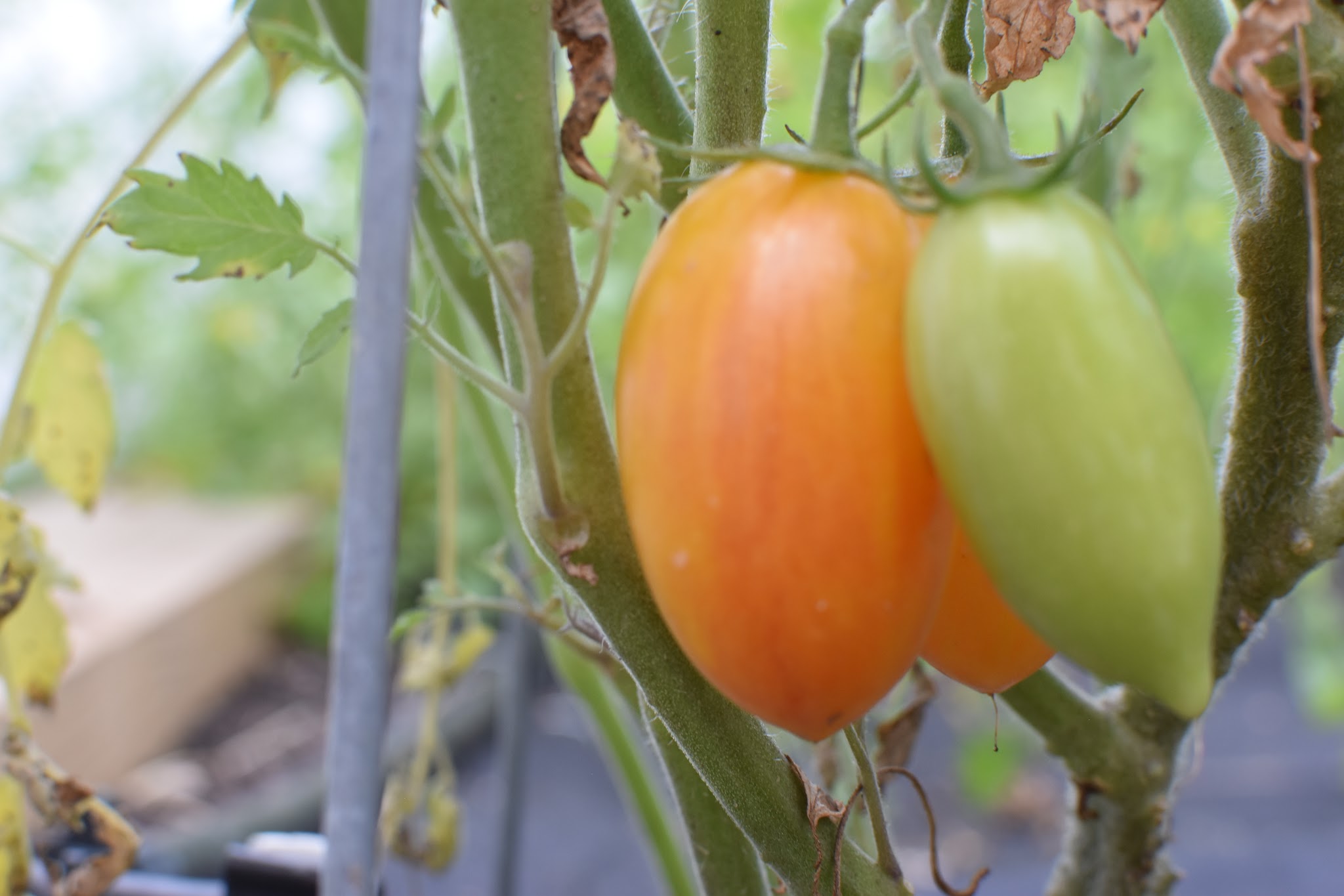 tomato recap 2019 — image 4