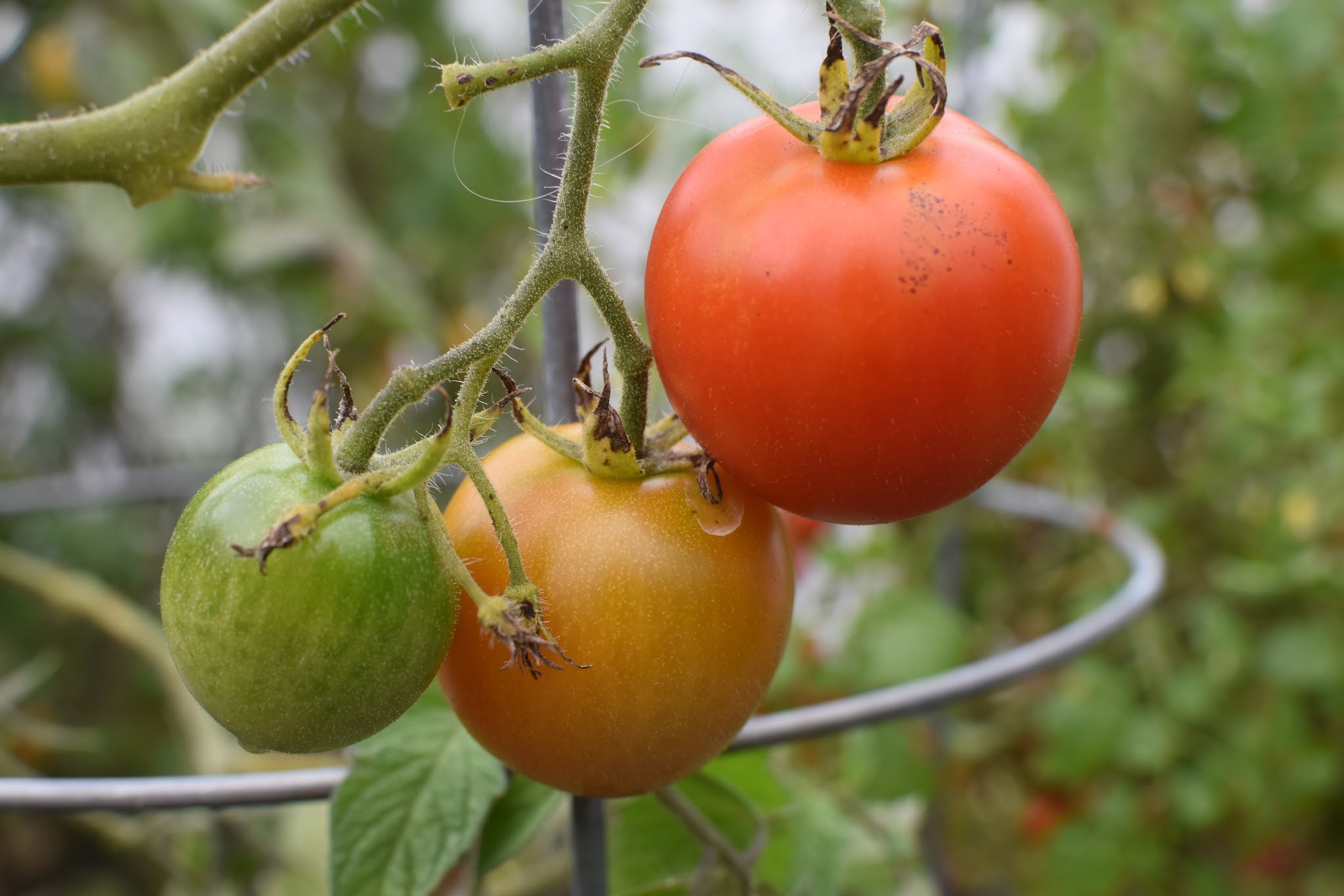 tomato recap 2019 — image 7
