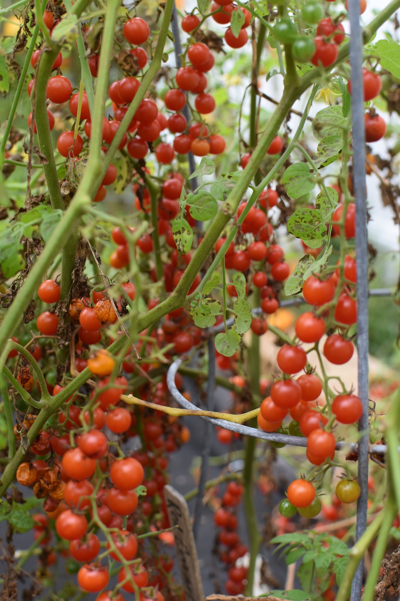 tomato recap 2019 — image 3