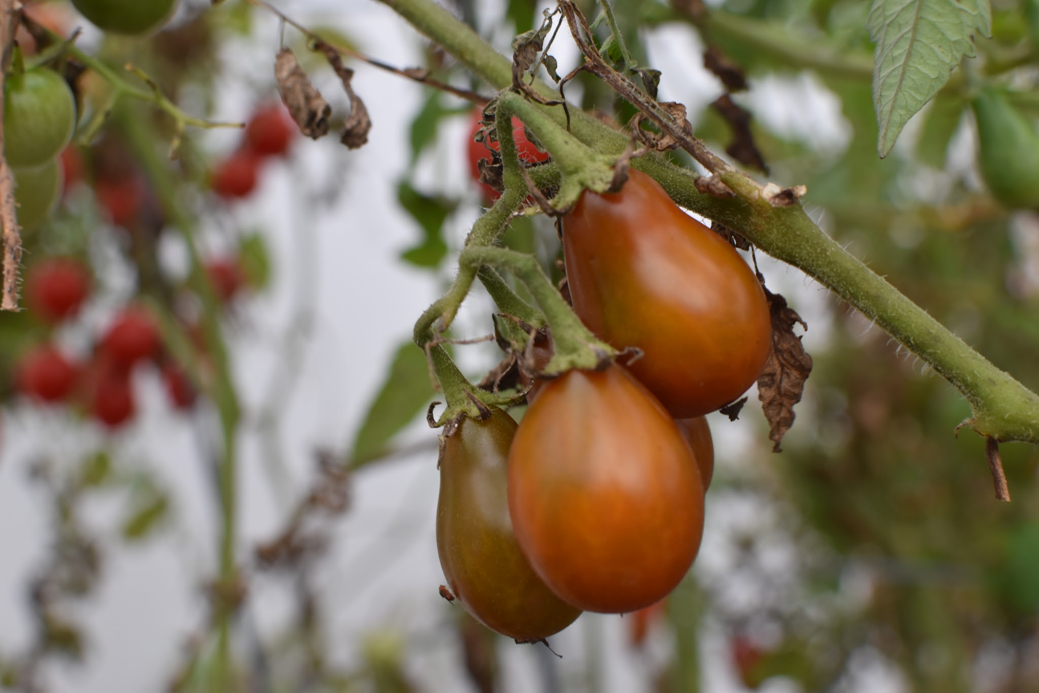 tomato recap 2019 — image 9