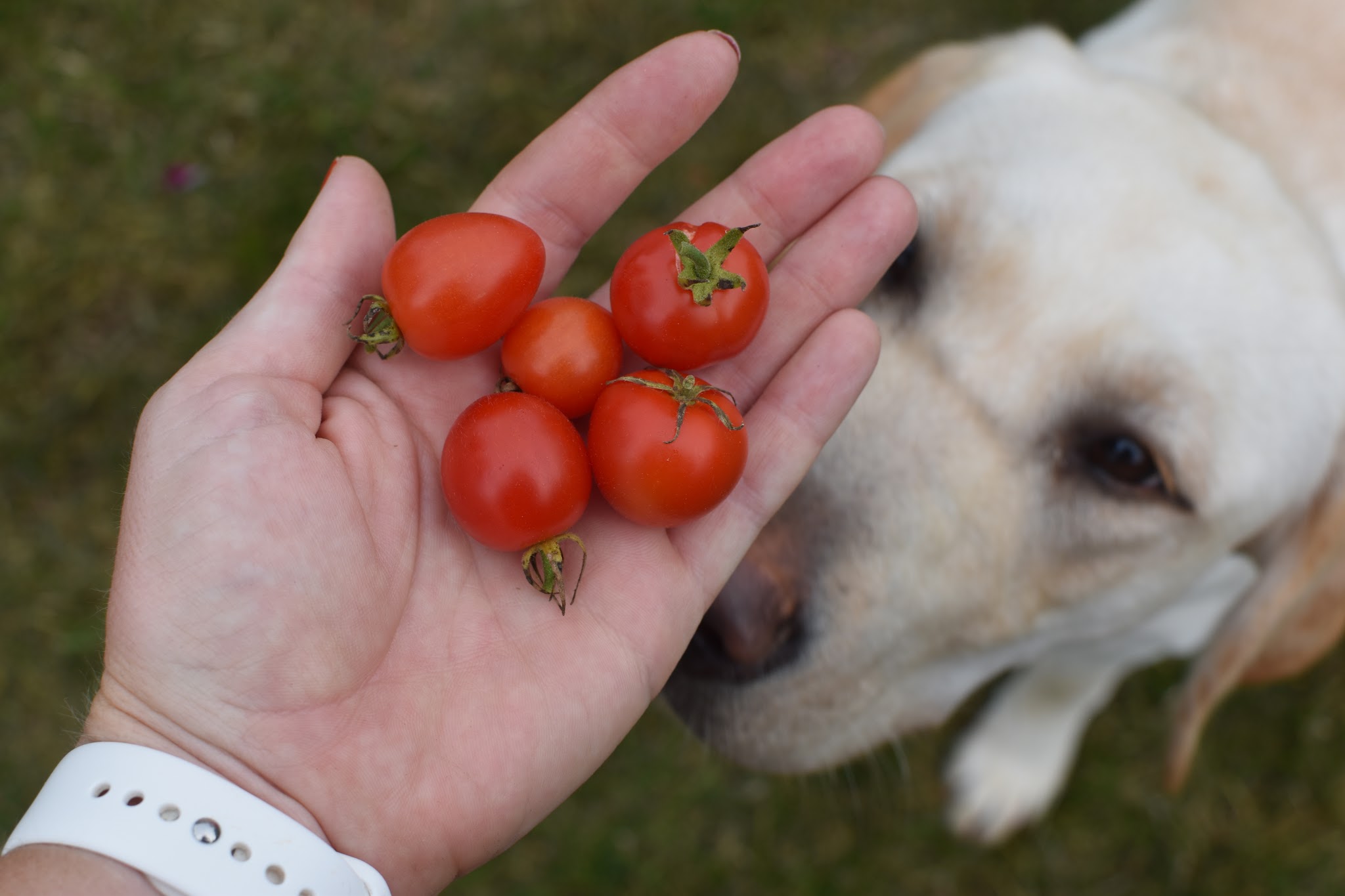 tomato recap 2019 — image 5