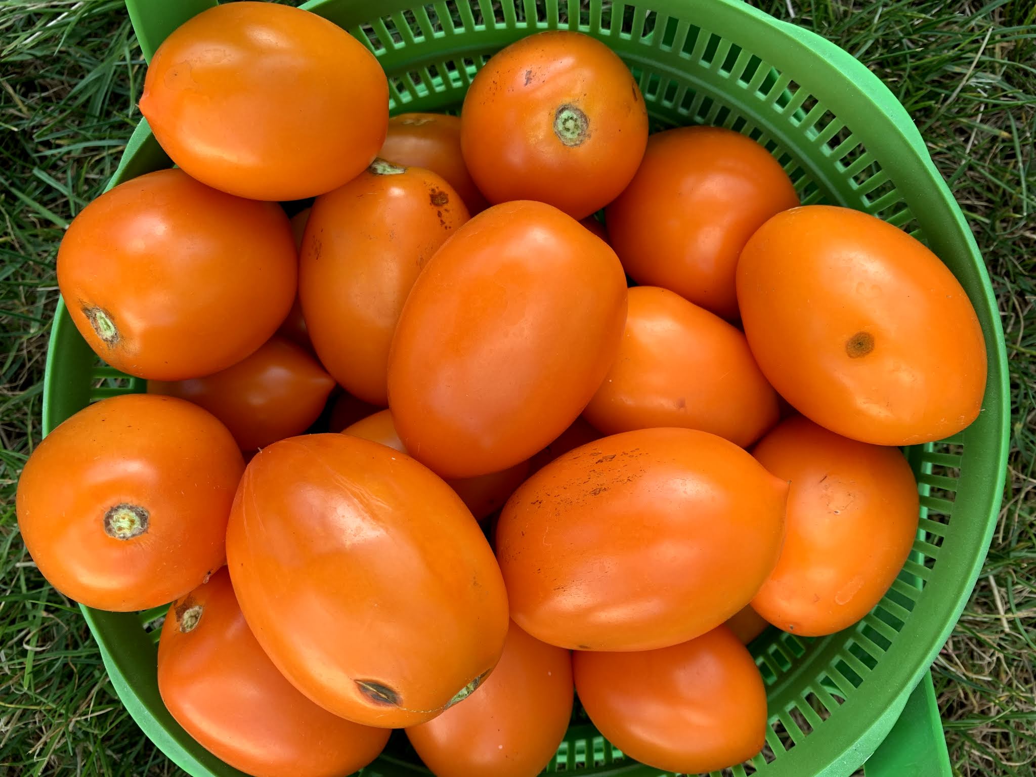tomato recap 2019 — image 12