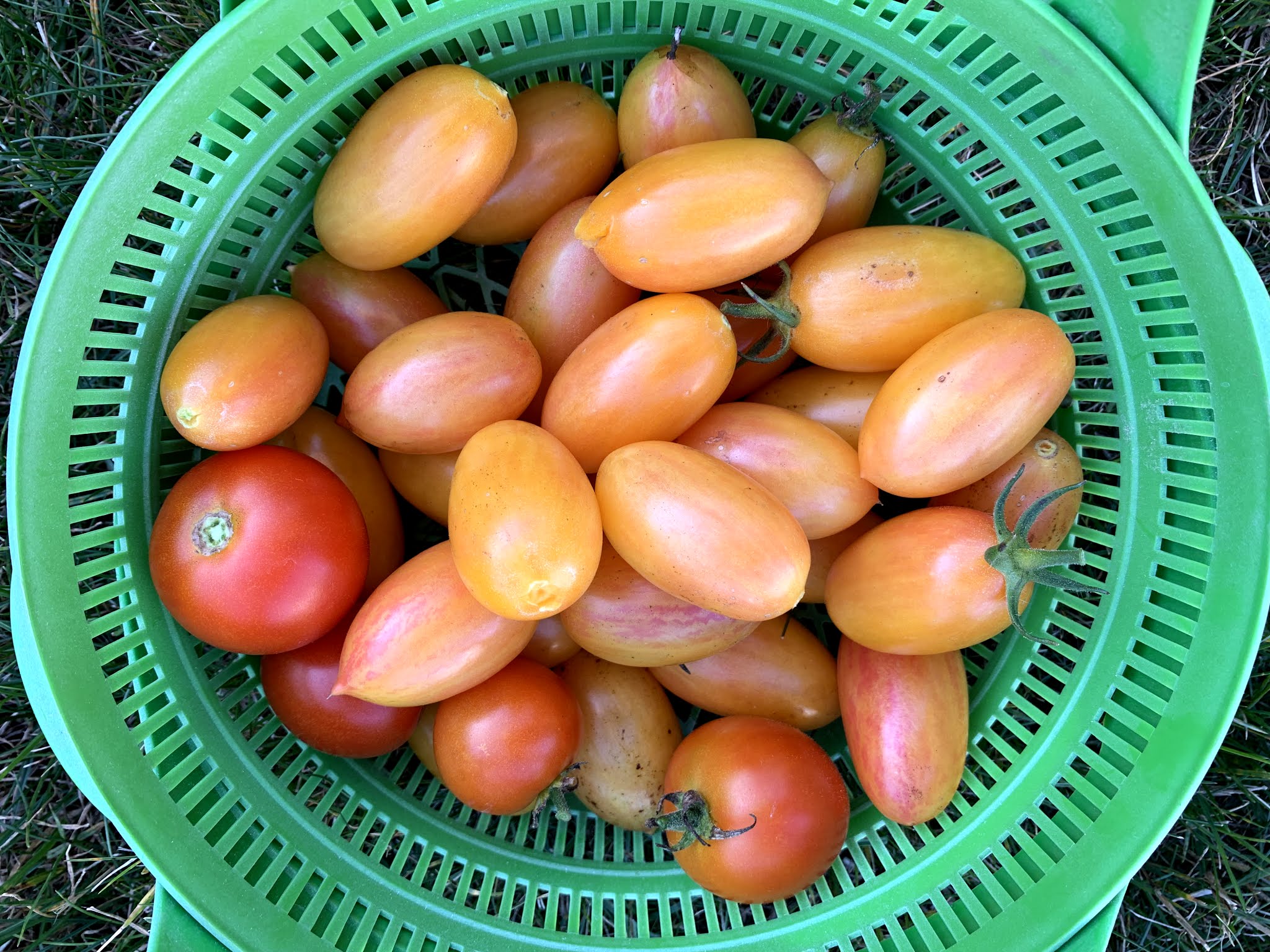 tomato recap 2019