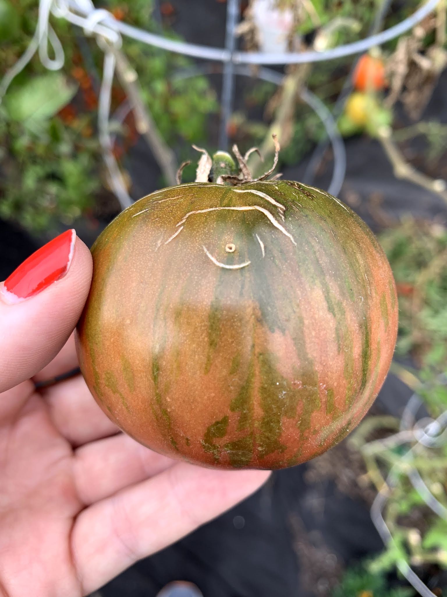 tomato recap 2019 — image 13