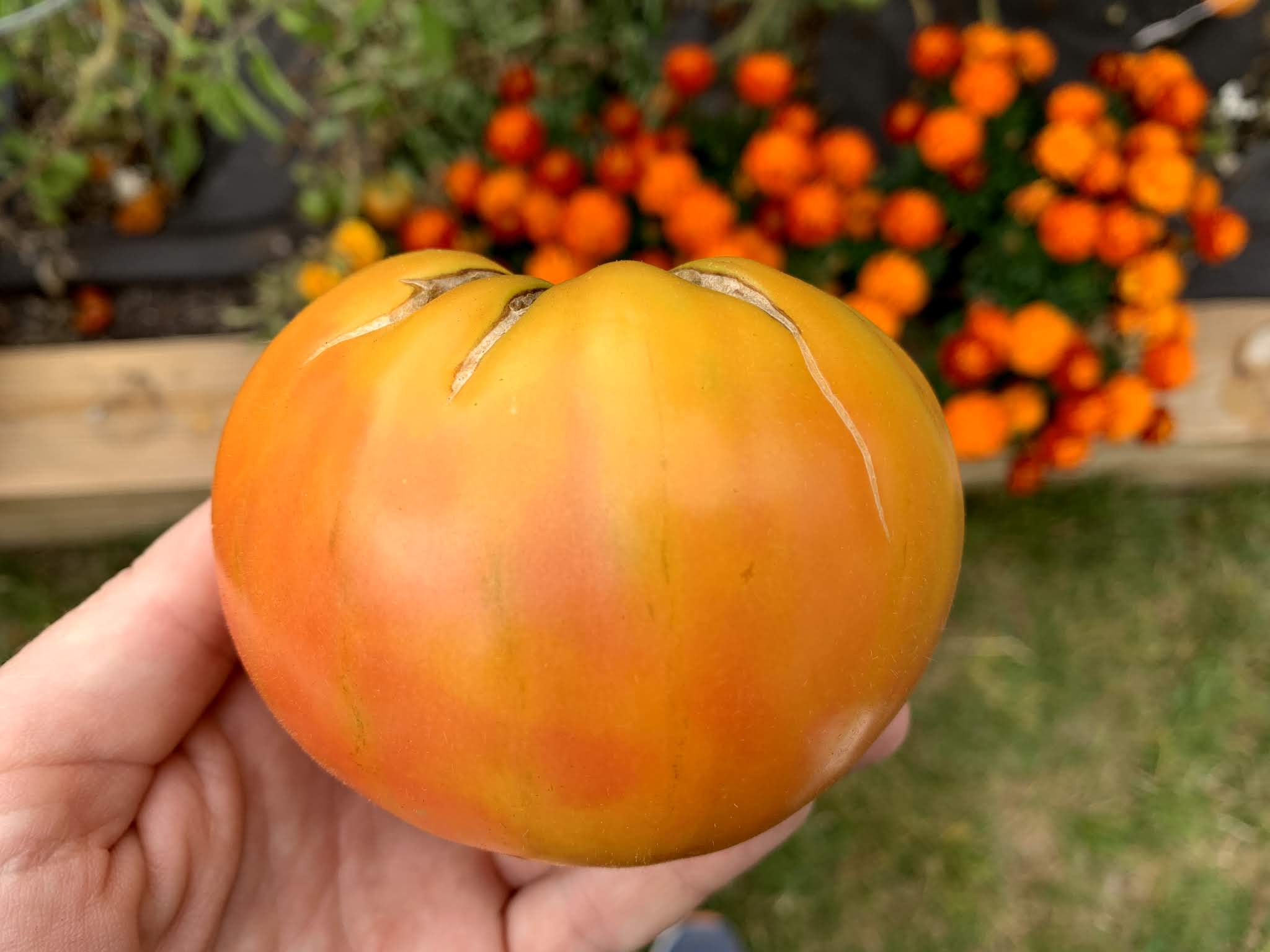 tomato recap 2019 — image 14