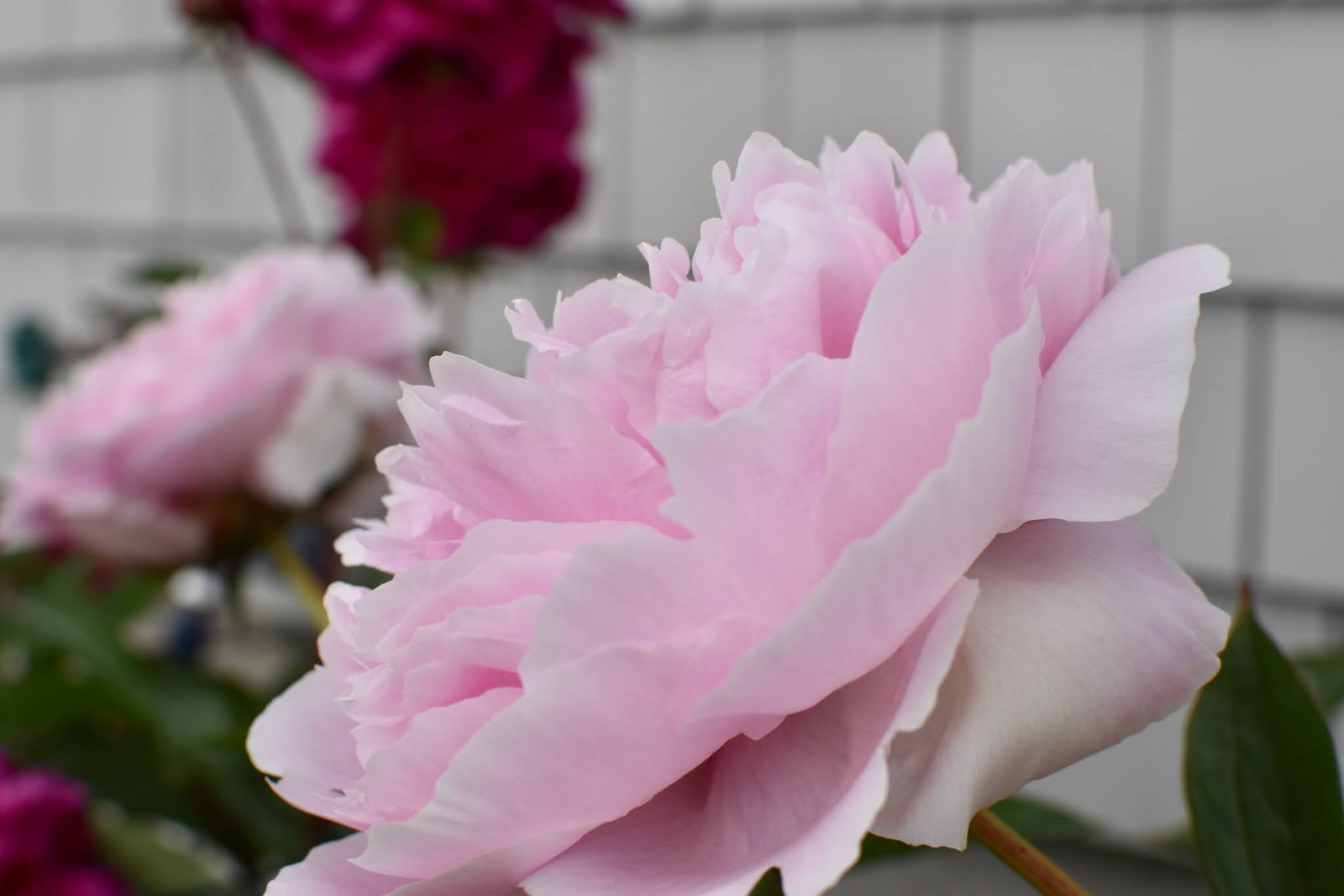 seasonal love affair — image 2