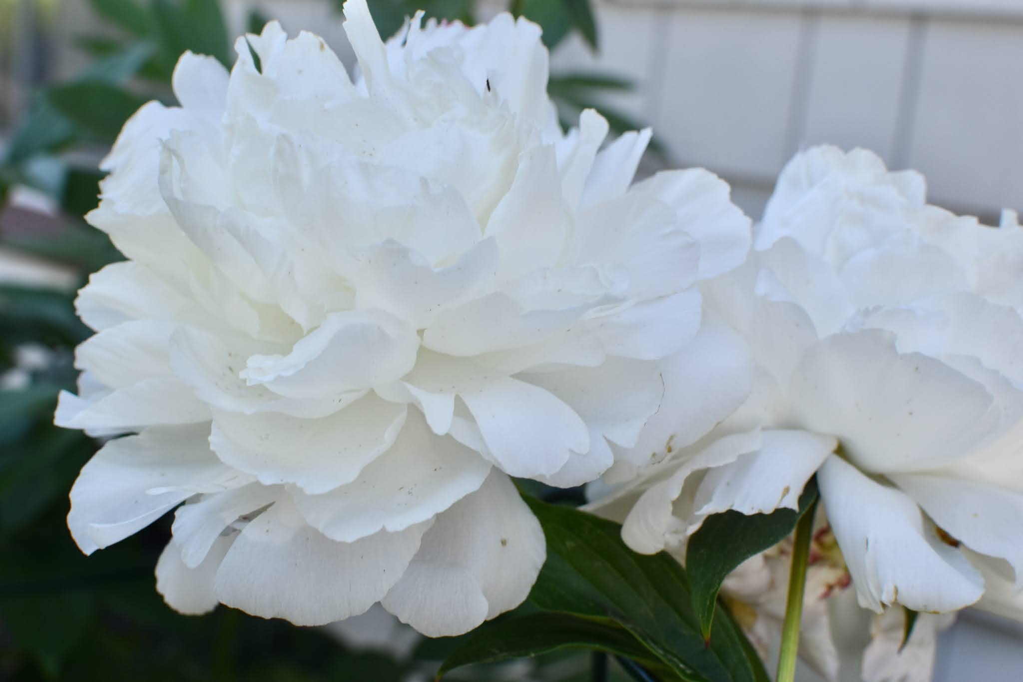 seasonal love affair
